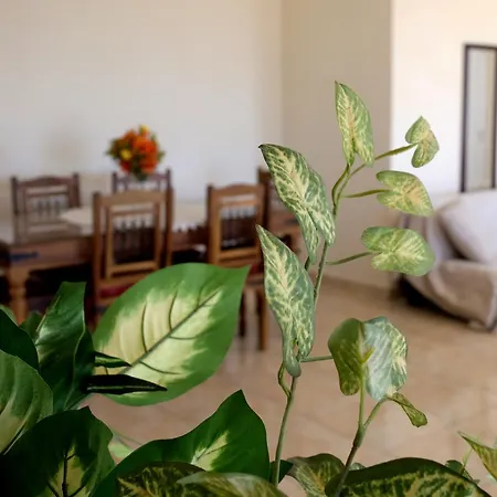 Lilia Villa Pafos